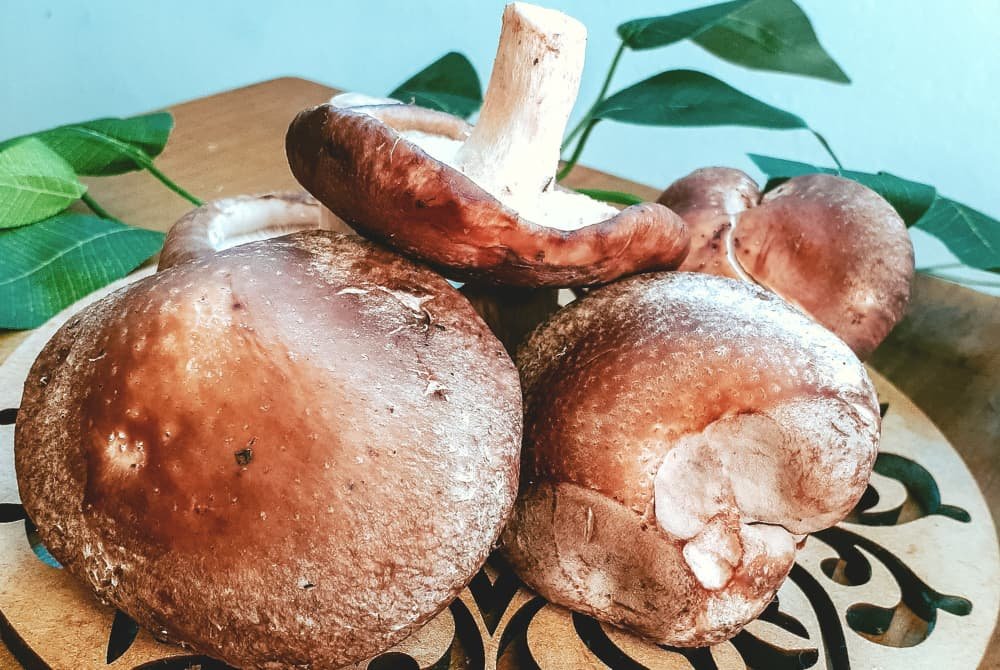 Cogumelo Shiitake