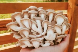 Cogumelo Shimeji Branco