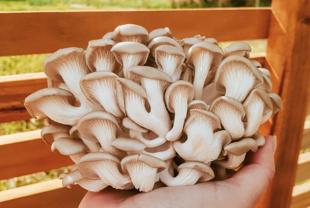 Cogumelo Shimeji Branco